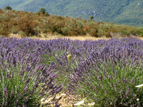 Beautiful lavender field in summer 