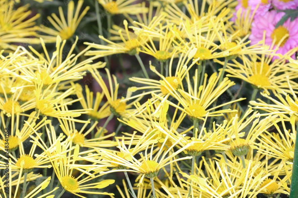 KRIMEA Nikitsky Botanicai garden is the parade of chrysanthemums KRIMEA Nikitsky Botanicai garden is the parade of chrysanthemums