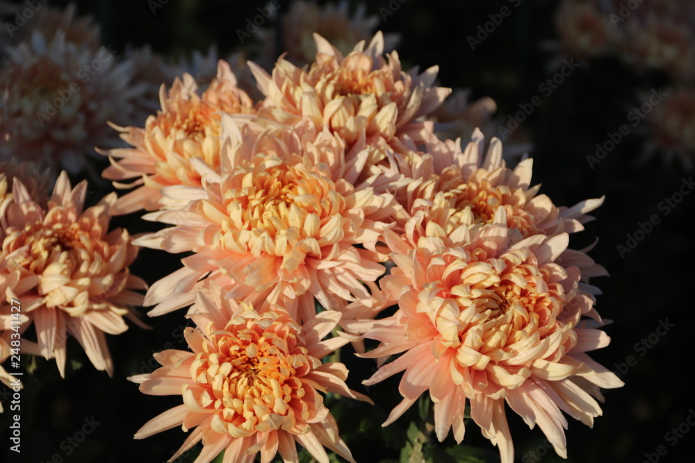 KRIMEA Nikitsky Botanicai garden is the parade of chrysanthemums KRIMEA Nikitsky Botanicai garden is the parade of chrysanthemums