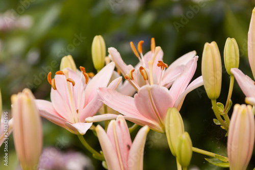 pink asiatic lily