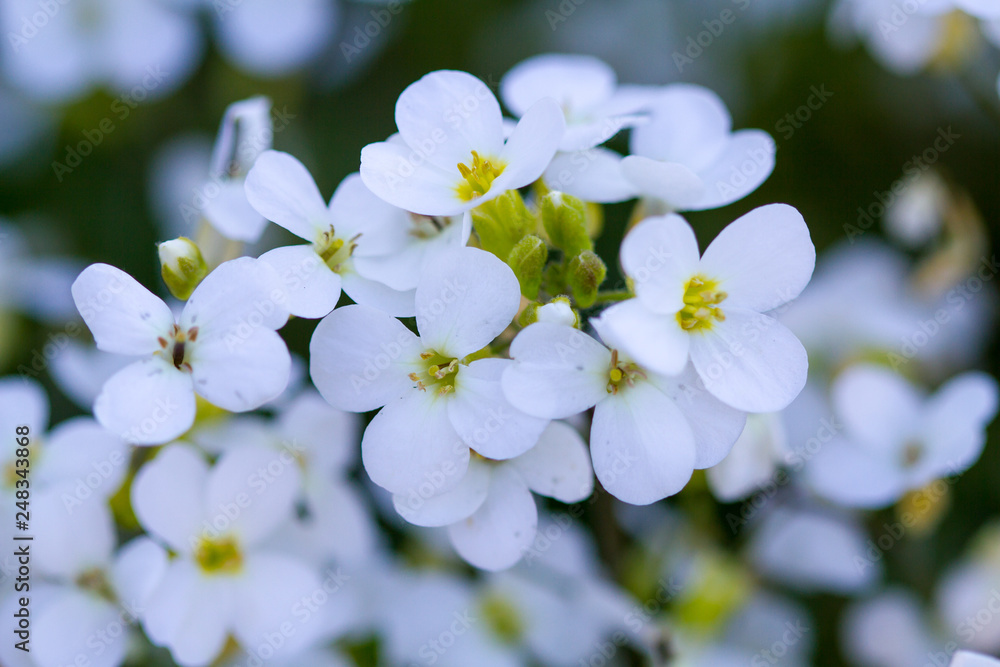 A lot of small white flowers