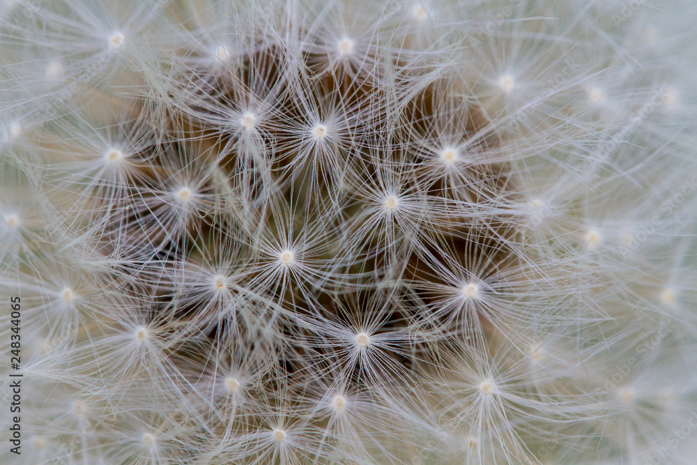 Fototapeta premium Dandelion close-up