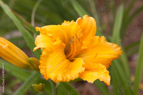 yellow daylily