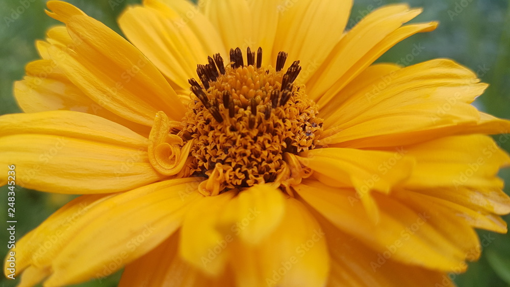 Heliopsis bloomed again Heliopsis bloomed again