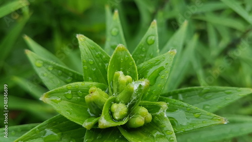 dew on a green leaf