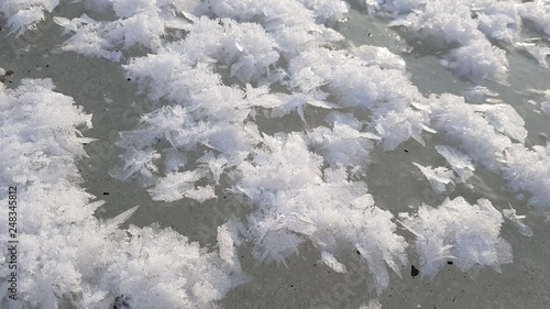 snow covered branches