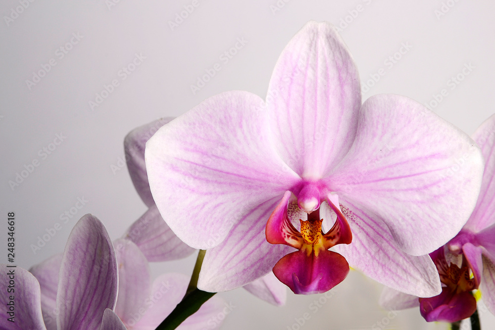 Obraz premium pink phalaenopsis orchid flower isolated on white background