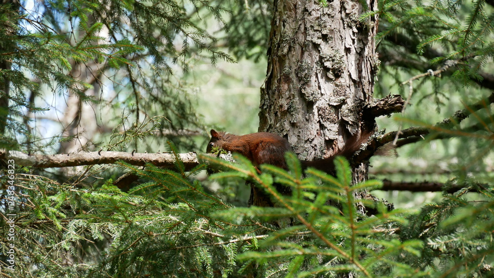 a squirrel in a tree in the forest