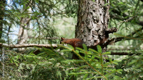 a squirrel in a tree in the forest