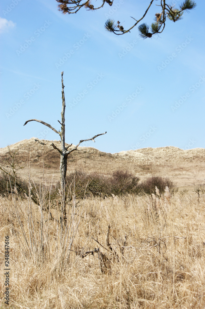 Obraz premium Dry landscape with dead tree and dried up grass and clean blue sky, climates