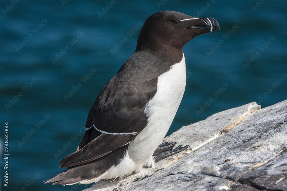 Fototapeta premium Razorbill (Alca torda)