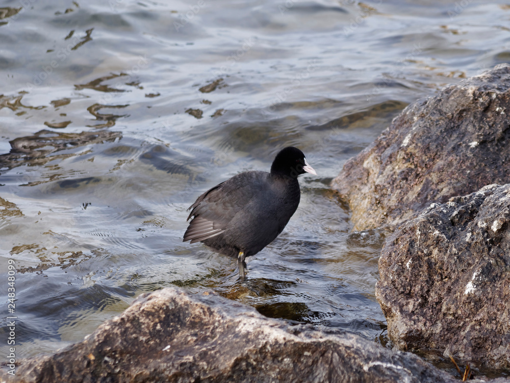 Fulica atra - Colonie de foulques macroules au bord de l'eau Fulica atra - Colonie de foulques macroules au bord de l'eau