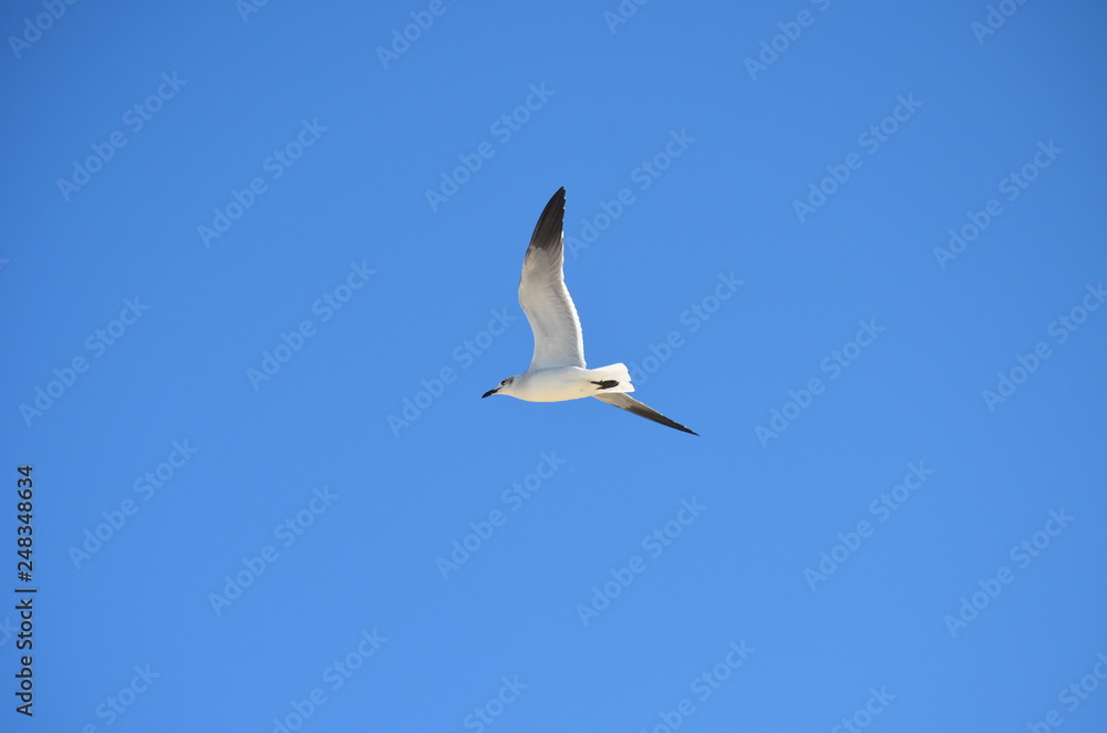 Fototapeta premium seagull in flight