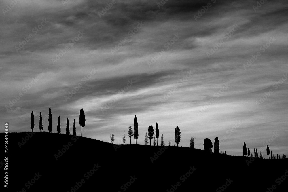 Winter in Tuscany: backlit Florence cypresses dot a gentle slope under a heavy sky