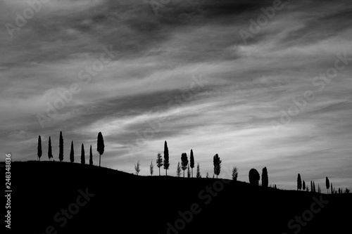 Winter in Tuscany  backlit Florence cypresses dot a gentle slope under a heavy sky