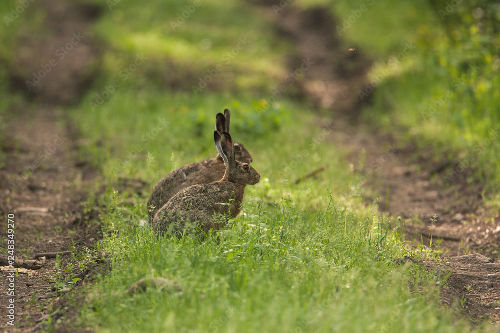 Two wild hare sitting on the road in the grass one after another. They're looking at the camera. Two wild hare sitting on the road in the grass one after another. They're looking at the camera.