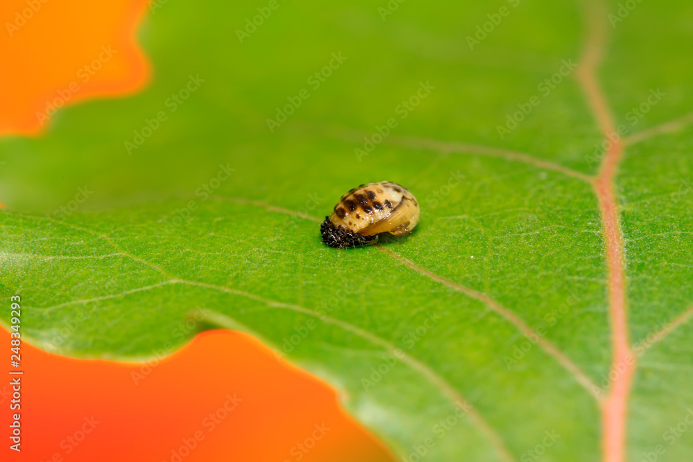 Harmonia axyridis on plant Harmonia axyridis on plant