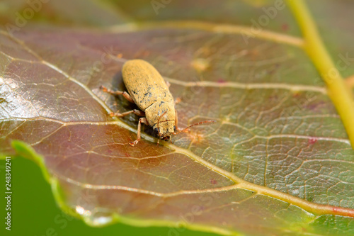 leaf beetle on plant