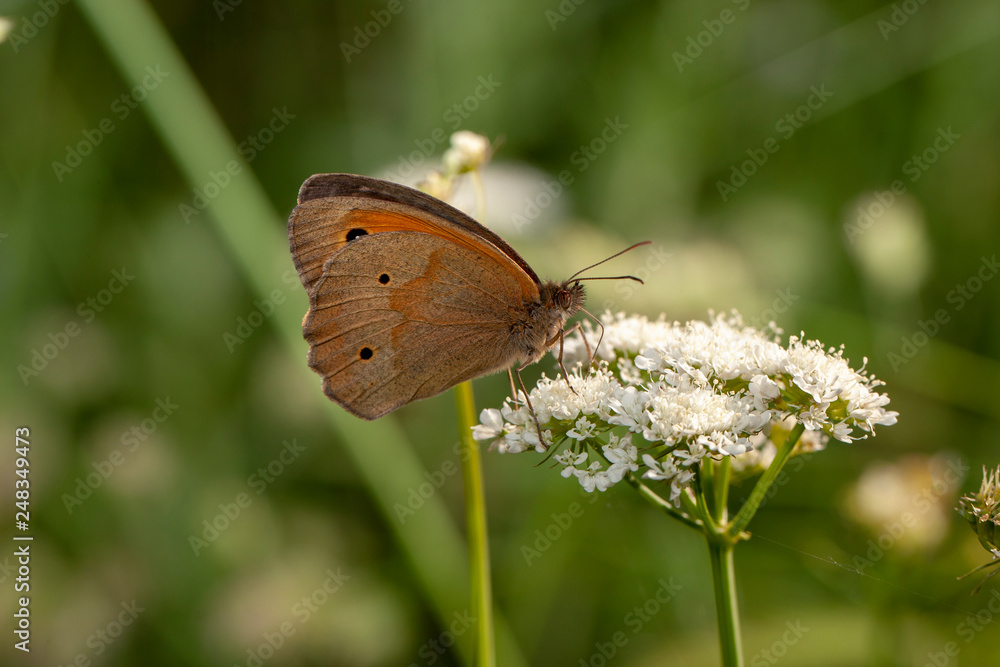 Fototapeta premium butterfly nature flower macro drop