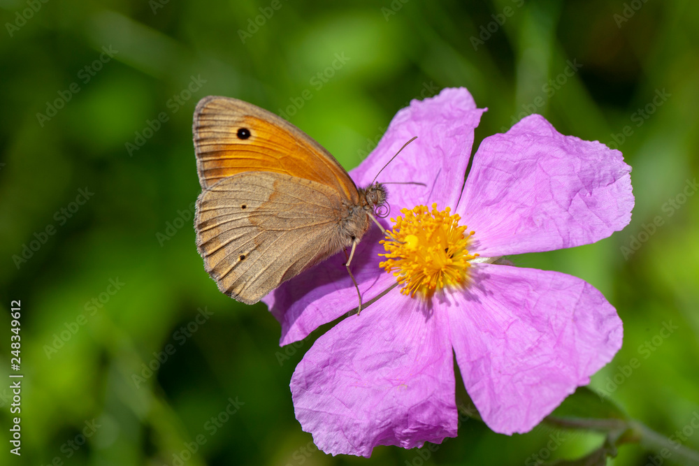 butterfly nature flower macro drop butterfly nature flower macro drop