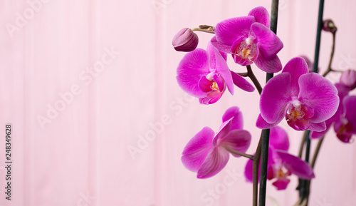 beautiful purple Phalaenopsis orchid flowers, isolated on pink background