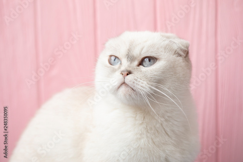 Fototapeta Naklejka Na Ścianę i Meble -  Serious cat head on in studio. White cat with blue eyes trying to sleep