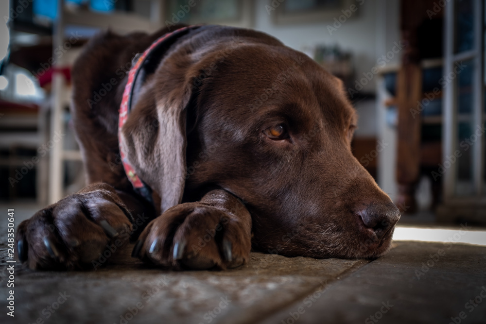 A chocolate labrador resting on a tiled floor A chocolate labrador resting on a tiled floor
