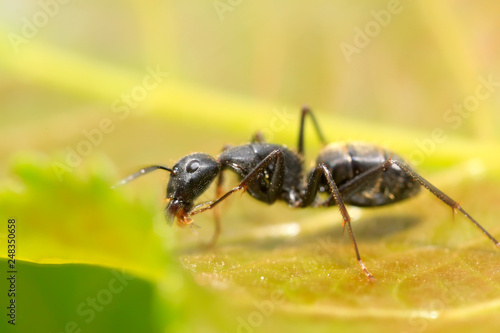 Camponotus japonicus on plant © zhang yongxin