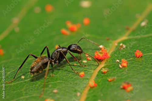 Camponotus japonicus on plant