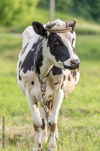 Portrait of a cow in the spring meadow
