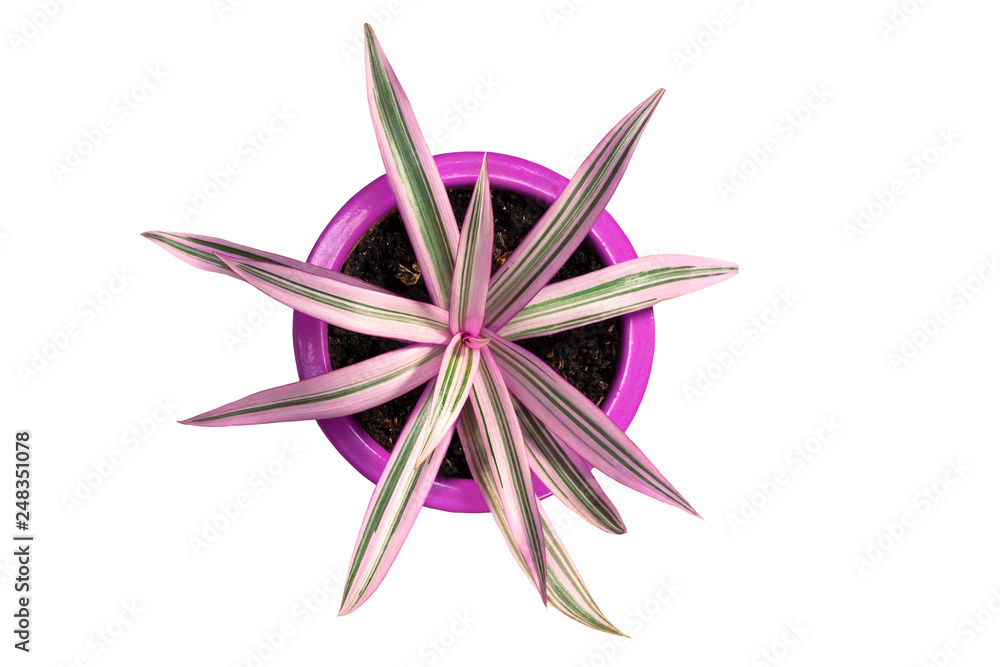 The boatlily, oyster plant or Moses-in-the-cradle (Tradescantia spathacea) in a flower pot isolated on white background. Beautiful purple and green leafed plant ,top view, The boatlily, oyster plant or Moses-in-the-cradle (Tradescantia spathacea) in a flower pot isolated on white background. Beautiful purple and green leafed plant ,top view,
