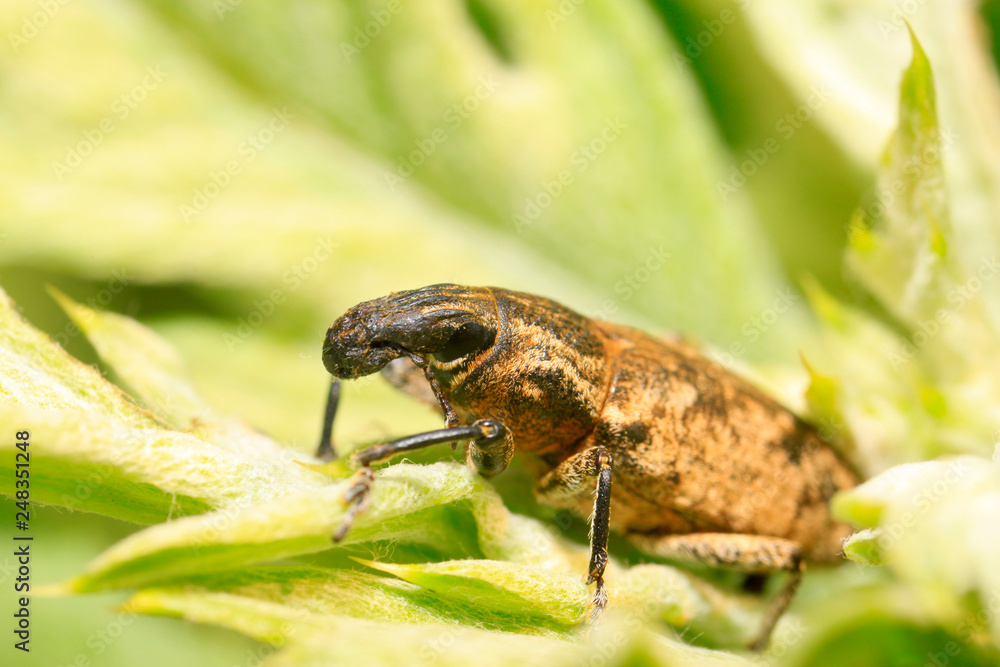Fototapeta premium weevil on plant