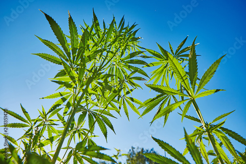 Beautiful still life with copy space of marijuana plant on blue sky background