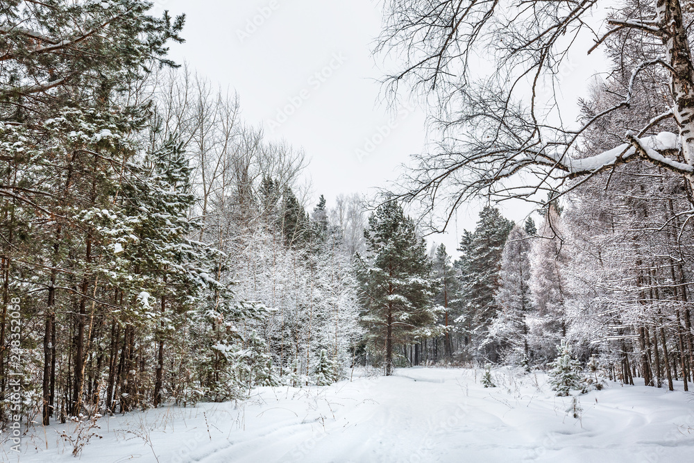 Winter forest. Novosibirsk region, Siberia, Russia