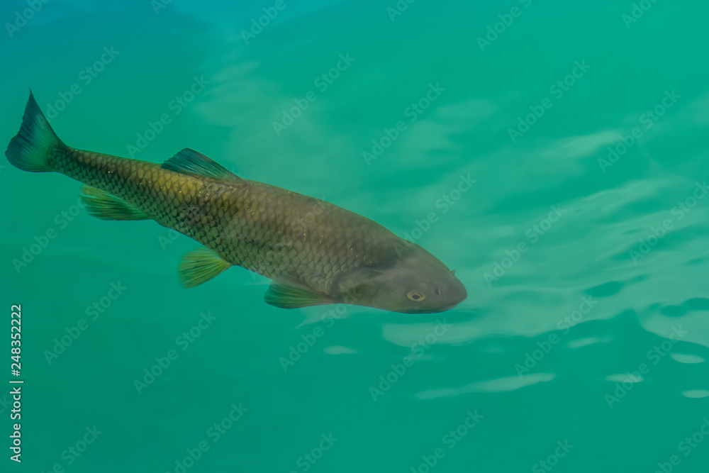 Fish in Plitvice Lakes National Park. Croatia Fish in Plitvice Lakes National Park. Croatia
