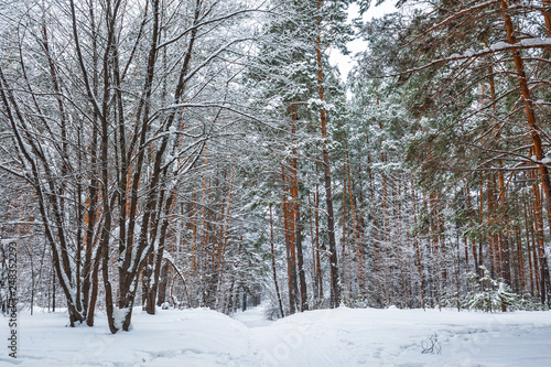 Winter forest. Novosibirsk region, Siberia, Russia © Starover Sibiriak