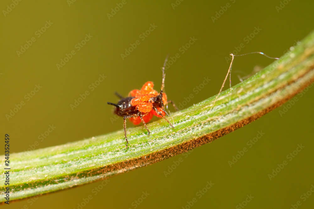 Fototapeta premium Tetranychus cinnabarinus on plant
