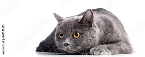  British Shorthair cat isolated on white.
