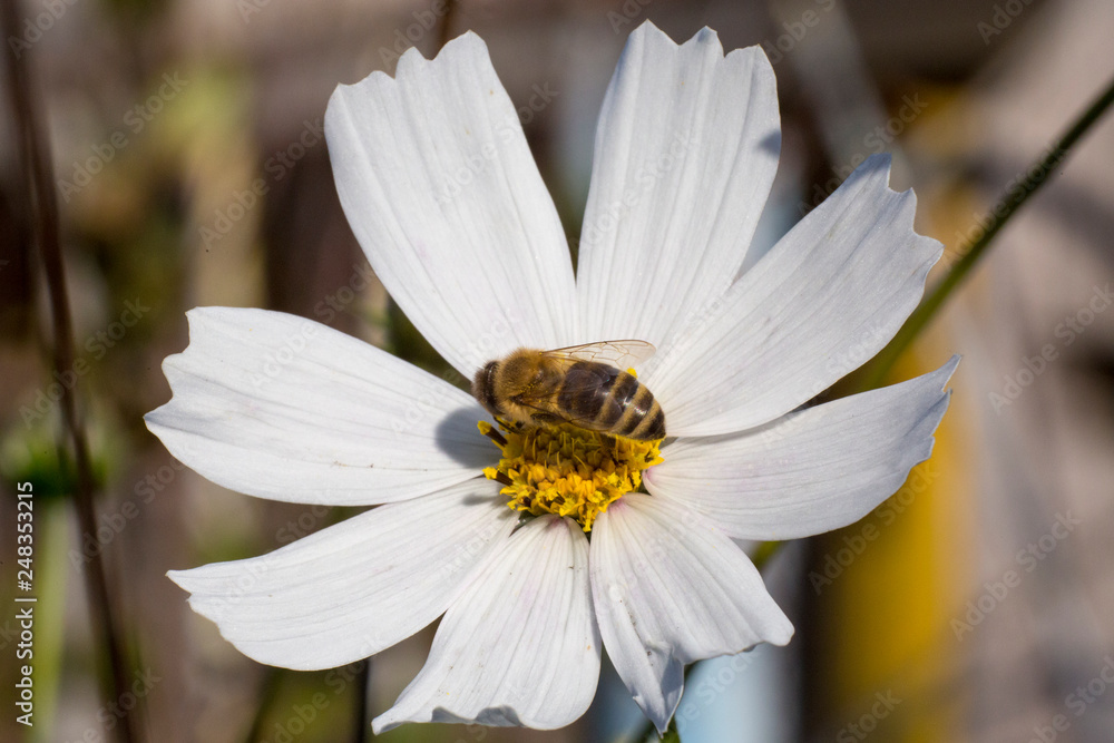 Obraz premium Bee on white cosme flower