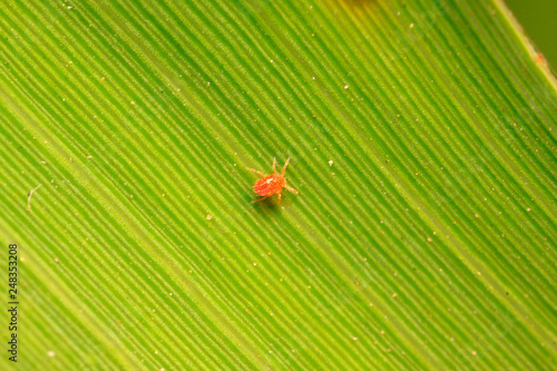 Tetranychus cinnabarinus on plant