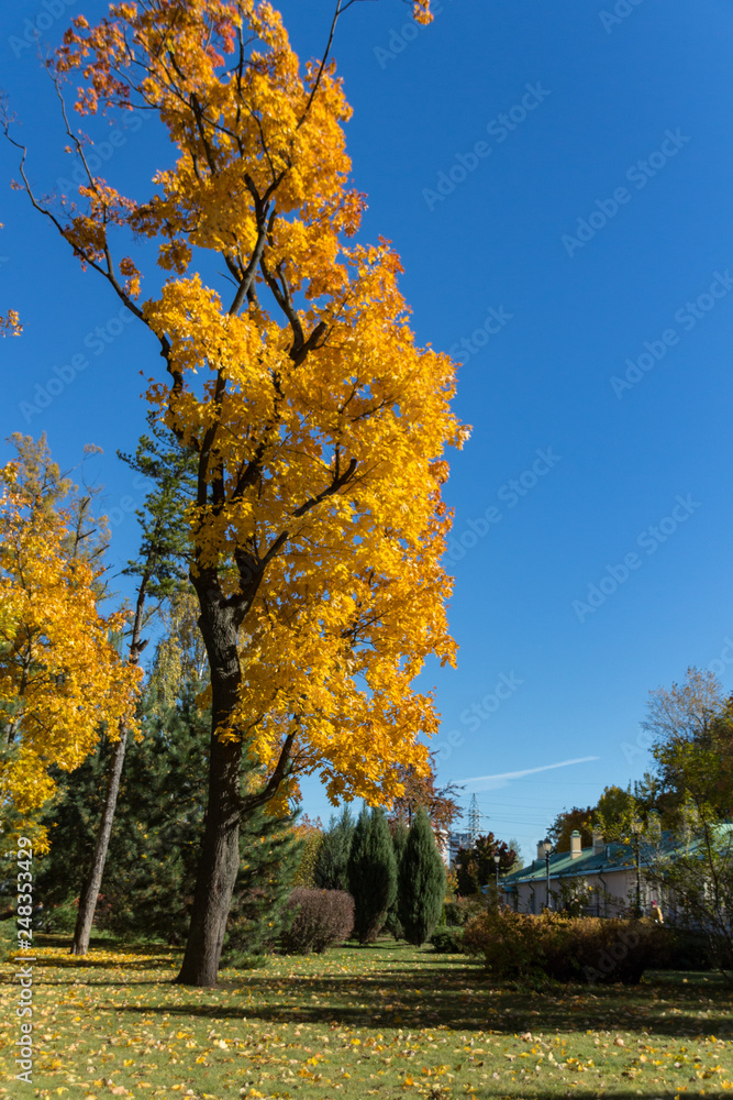 Autumn maple trees  in Tsaritsyno park