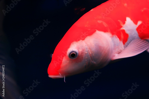 Koi fish in an aquarium