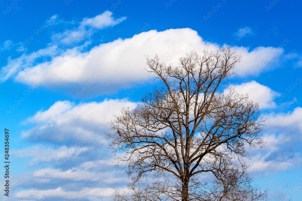 Old dry oak tree on blue sky background. A high tree in the forest, which is without leaves but with many branches. Oak in winter. Old dry oak tree on blue sky background. A high tree in the forest, which is without leaves but with many branches. Oak in winter.