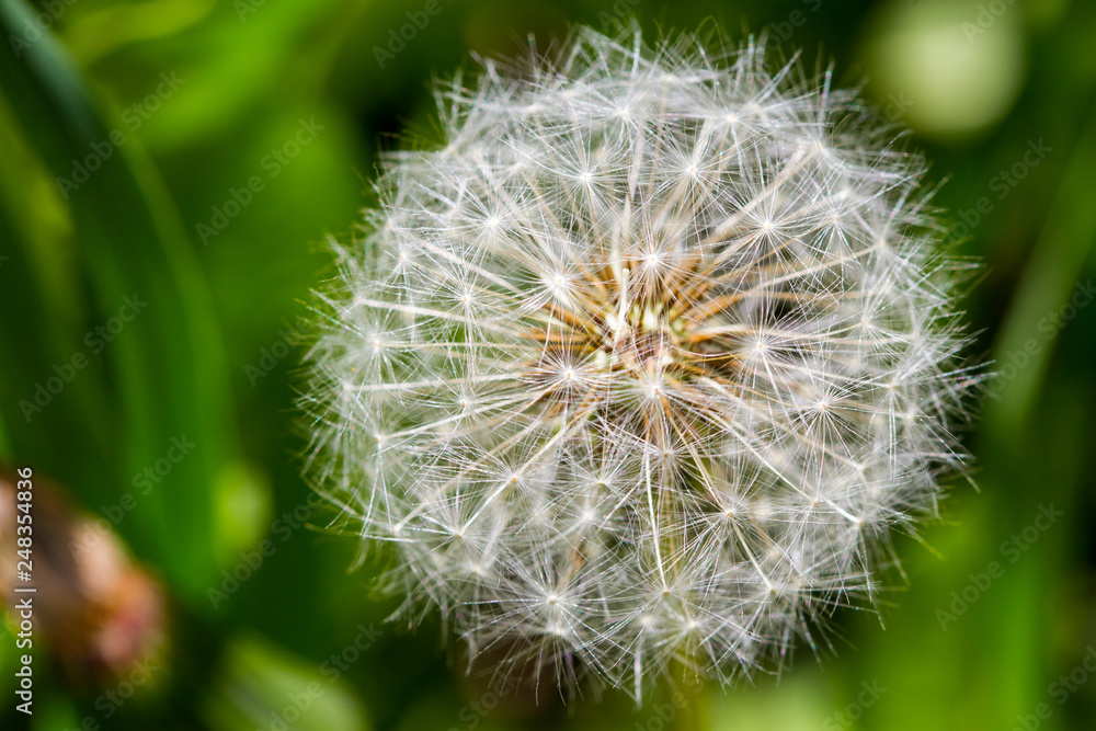 Dandelion Dandelion