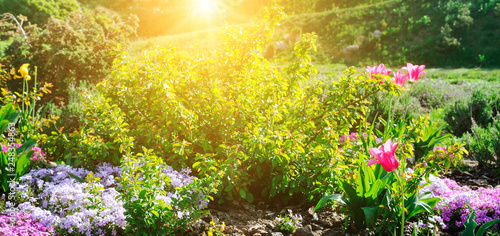 Beautiful flower bed with the first spring flowers. Wide photo.