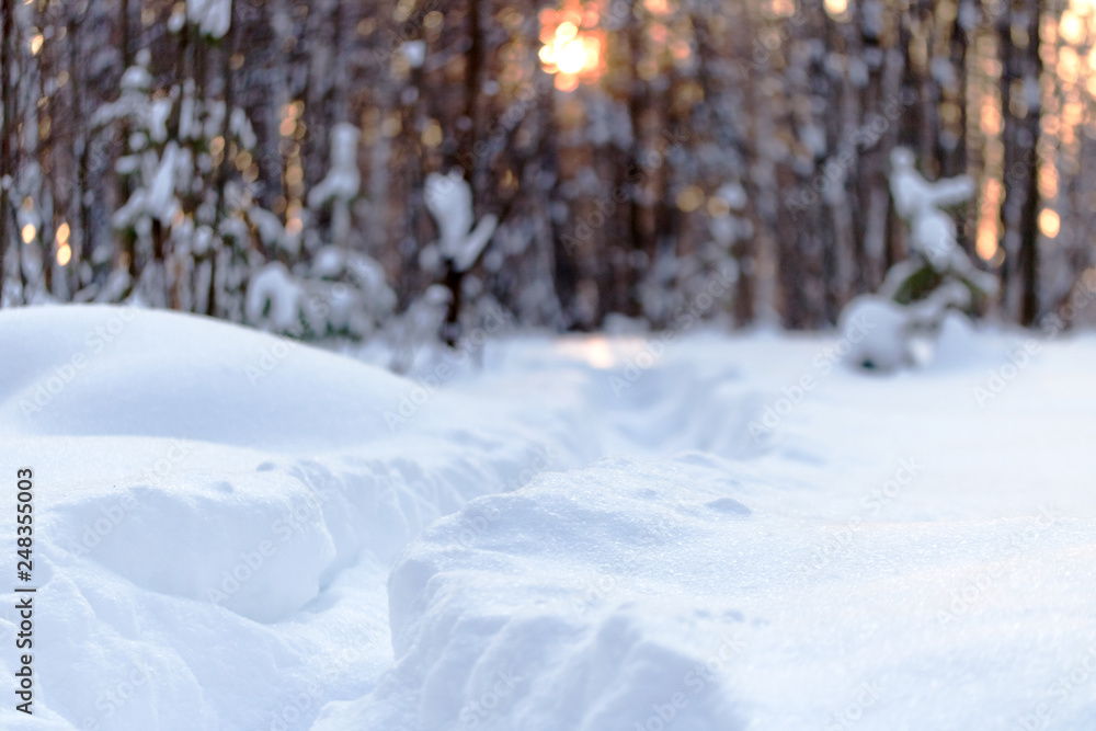 Obraz premium path in the snow against the forest and the sun at sunset