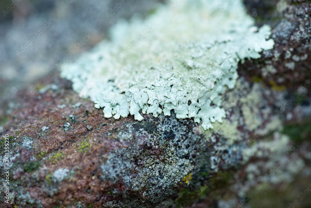 lichen on a rock