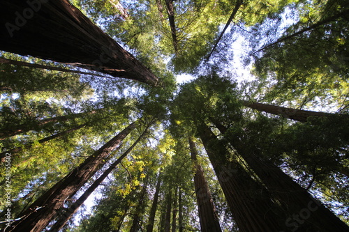 redwood trees © Jordan Lewy