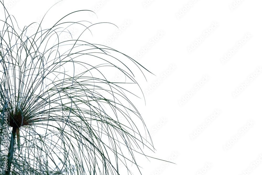 Water plant leaves on white isolated background for green foliage backdrop Water plant leaves on white isolated background for green foliage backdrop