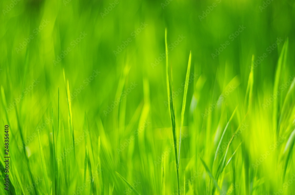 green grass abstract background green grass abstract background